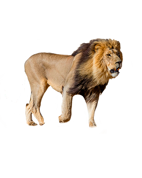 lion